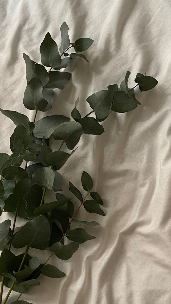 Herbal/Green